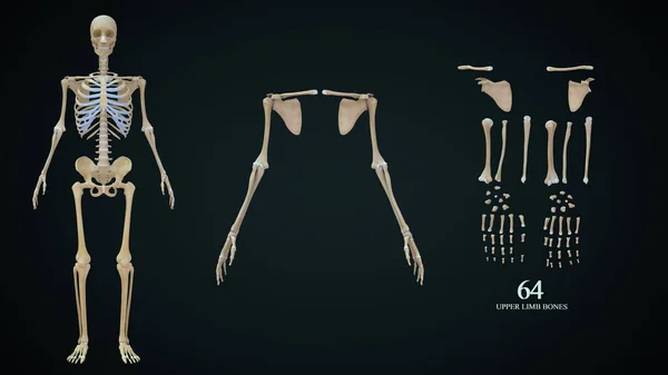 Üst Uzuv Kemiklerinin Çizimi — Stok fotoğraf