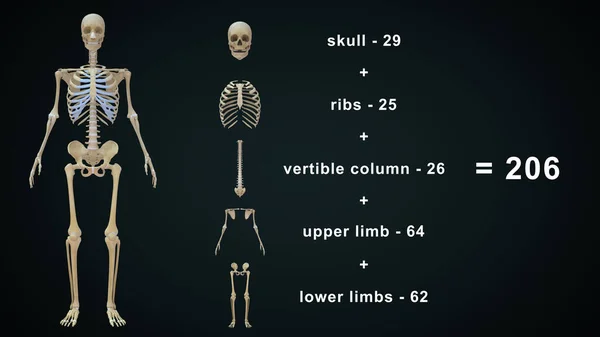 Ilustración Renderizada Anatomía Del Esqueleto Humano —  Fotos de Stock