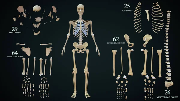 Ilustración Renderizada Anatomía Del Esqueleto Humano — Foto de Stock