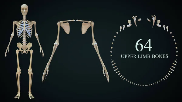 3d rendered illustration of Upper limb bones