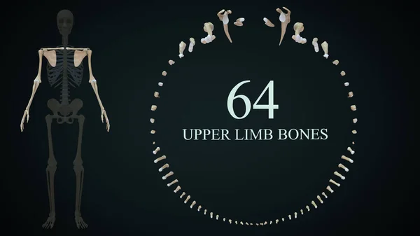 上肢骨の3Dレンダリングイラスト — ストック写真