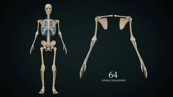 Rendered Illustration Upper Limb Bones — Stock Photo, Image