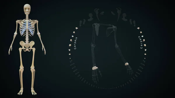 Απόδοση Απεικόνιση Των Οστών Άνω Άκρων Καρπιαία — Φωτογραφία Αρχείου