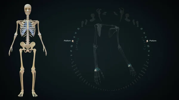 Απόδοση Απεικόνιση Των Οστών Άνω Άκρων Καρπιαία Pisiform — Φωτογραφία Αρχείου