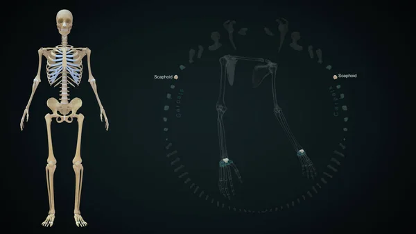 三维绘制的上肢骨 球状体的图解 — 图库照片