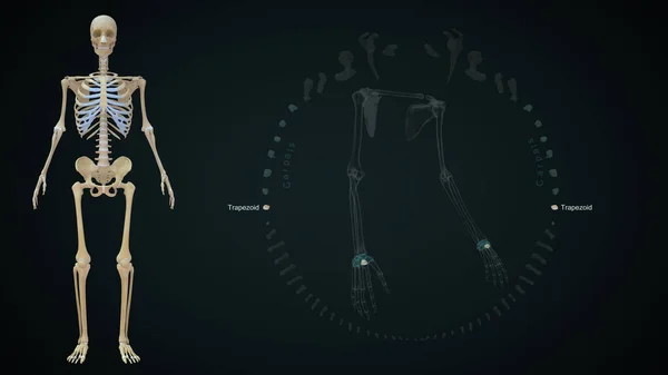 三维绘制的上肢骨 梯形图 — 图库照片