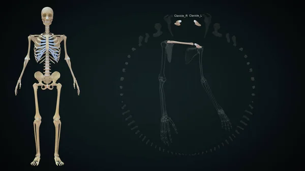 Clavicle上肢骨骼3D图像 — 图库照片