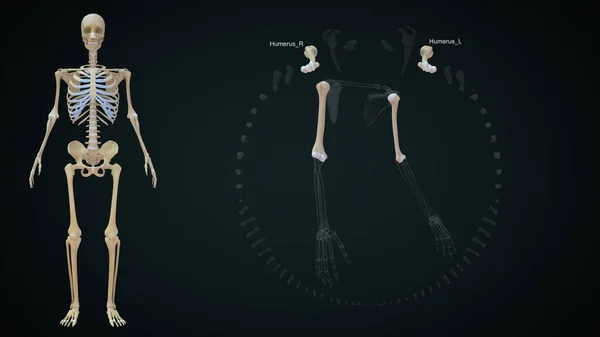 Ilustracja Kości Kończyny Górnej Kości Ramiennej — Zdjęcie stockowe