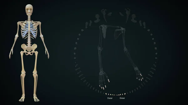 Üst Uzuv Kemiklerinin Çizimi Distal — Stok fotoğraf