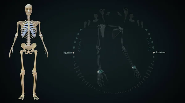 3D显示上肢骨骼 — 图库照片