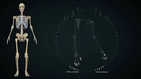 Üst Uzuv Kemikleri Orta Parmak Kemiklerinin Çizimi — Stok fotoğraf