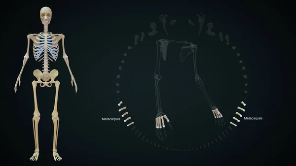 Renderowana Ilustracja Kości Kończyn Górnych Śródręcza — Zdjęcie stockowe