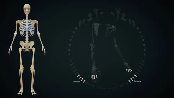 3D显示上肢骨骼 — 图库照片