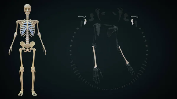 Üst Uzuv Kemikleri Yarıçap Çizimi — Stok fotoğraf