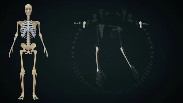 Απόδοση Απεικόνιση Των Οστών Άνω Άκρων Ulna — Φωτογραφία Αρχείου