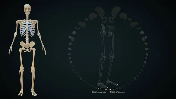 Απόδοση Απεικόνιση Των Οστών Κάτω Άκρων Distal Φάλαγγες — Φωτογραφία Αρχείου