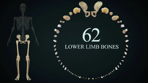 下肢骨の3Dレンダリングイラスト — ストック写真