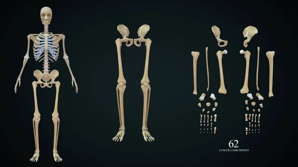 Rendered Illustration Lower Limb Bones — Stock Photo, Image
