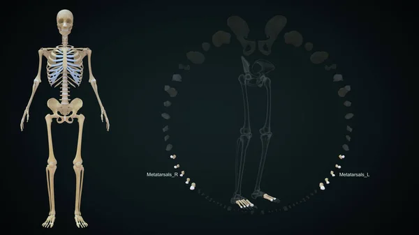 Απόδοση Απεικόνιση Των Οστών Κάτω Άκρων Metatarsals — Φωτογραφία Αρχείου