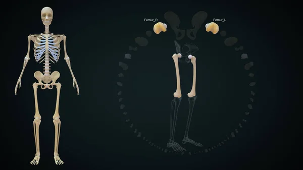 Gerenderte Illustration Der Unterschenkelknochen Femur — Stockfoto