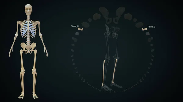 Renderowana Ilustracja Kości Kończyny Dolnej Fibula — Zdjęcie stockowe