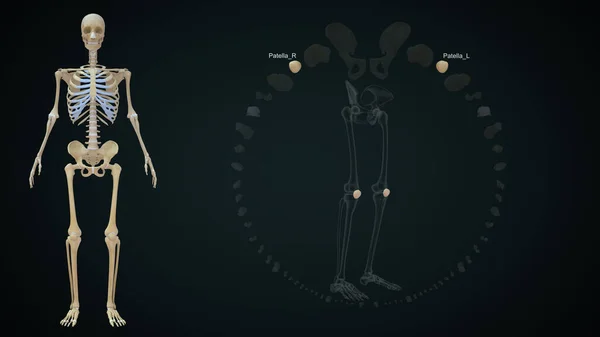 三维绘制下肢骨骼图解 Patella — 图库照片