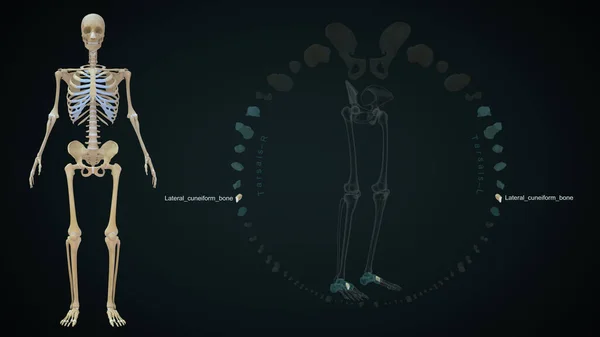 Osso Cuneiforme Lateral Esqueleto Humano System Ilustração — Fotografia de Stock