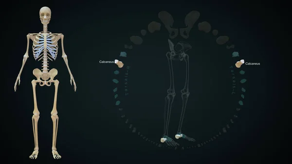 Calcaneus Οστών Στο Ανθρώπινο Σκελετικό Σύστημα Εικονογράφηση — Φωτογραφία Αρχείου