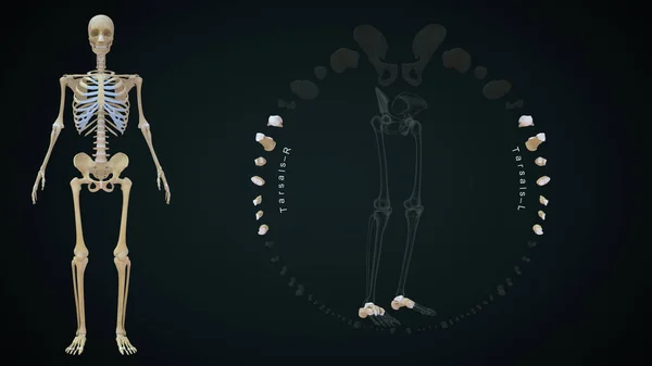 Tarsals Osso Esqueleto Humano System Ilustração — Fotografia de Stock