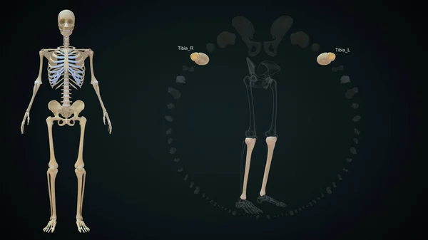 ティビア骨ヒト頭蓋骨解剖学 3Dイラスト — ストック写真