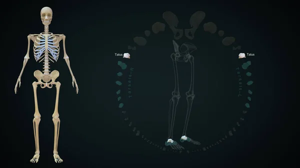 Tarsals Talus bones in lower limb bones.3d illustration