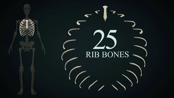 Total Rib Bones Human Skeleton Anatomy Illustration — Stock Photo, Image