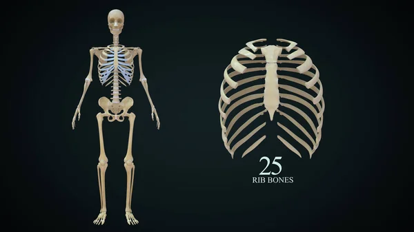 Rib Κλουβί Στο Ανθρώπινο Σκελετικό Σύστημα Εικονογράφηση — Φωτογραφία Αρχείου