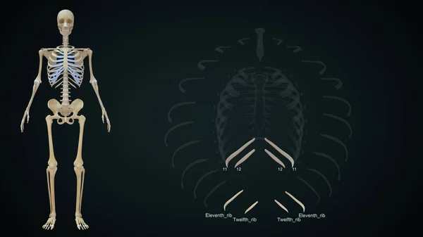 Floating ribs in rib cage.3d illustration