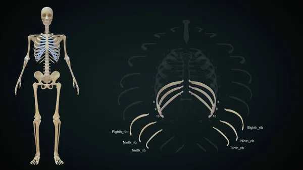 False ribs in human rib cage anatomy.3d illustration