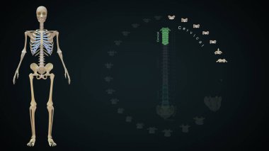 Vertebra3d illüstrasyonda toplam servikal kemikler