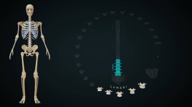 Omurga 3D illüstrasyonda toplam kereste kemikleri