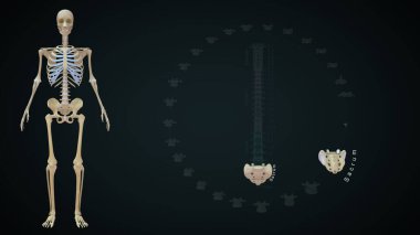 Omurga kemikleri Sacrum.3d çizimi