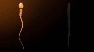 Sperm anatomi 3D çiziminde yoğun dış katman