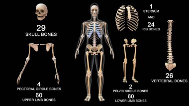 İnsan İskelet Sistemi Anatomisi Toplam Kemik 3D Çizim