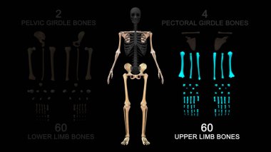 Üst bacak kemikleri 3D illüstrasyon