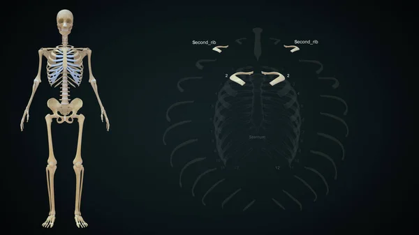 Second rib bone anatomy in rib cage.3d illustration