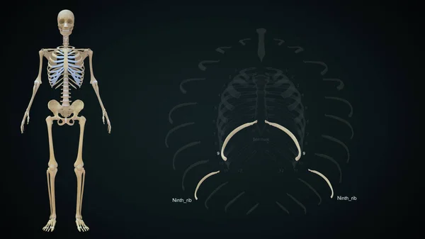肋骨ケージの第9肋骨骨解剖図3Dイラスト — ストック写真