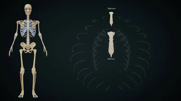 Sternum bone in Human rib cage.3d illustration