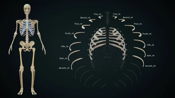 True ribs in human rib cage.3d illustration