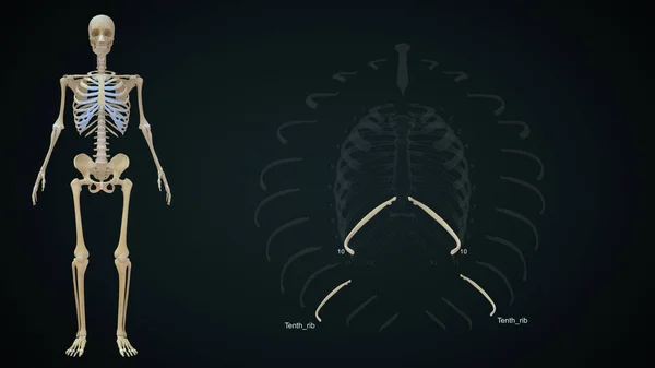 Tenth rib bone in human rib cage.3d illustration