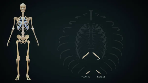 Twelfth rib bone in human rib cage.3d illustration