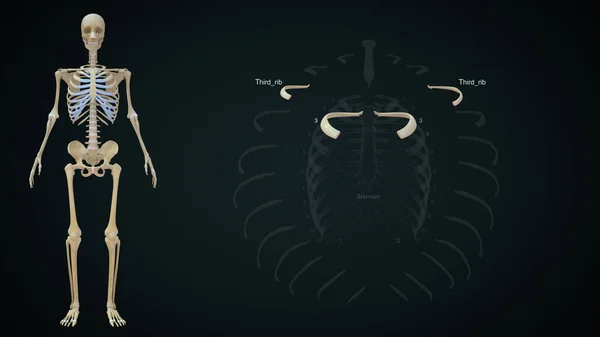 Third rib bone in rib cage.3d illustration
