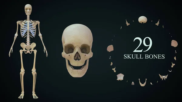 Total Skull Bones Human Skeletal System Illustration — Stock Photo, Image