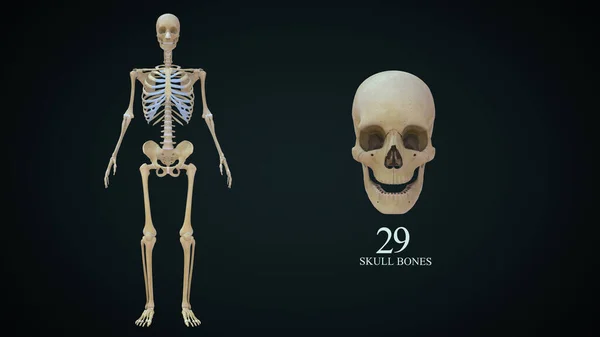 人間の頭蓋骨解剖学の3Dイラスト — ストック写真